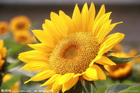 A3f8c8ea4263ff2e6abe6e5fedbfbe15d5652caf