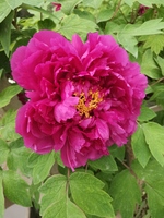 15981b36628a763c72b3bf135a59be77c266f76b