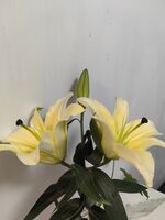 64ffd635f5c34f7320ca453e95dffdc988b94aea