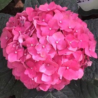 70b191ffb2527c742af8ae9b862ce00657428784