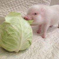 25369fe54a613dce7f04e15cc66e736db9fa0c6a