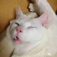 43d1a040f7ccdc15764327e1b974c09fcca7a67d