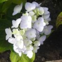 78df49a68259edb47cf842012e7322cfa5893c6f